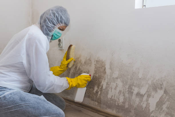 Best Residential Mold Removal  in Rushvle, IL