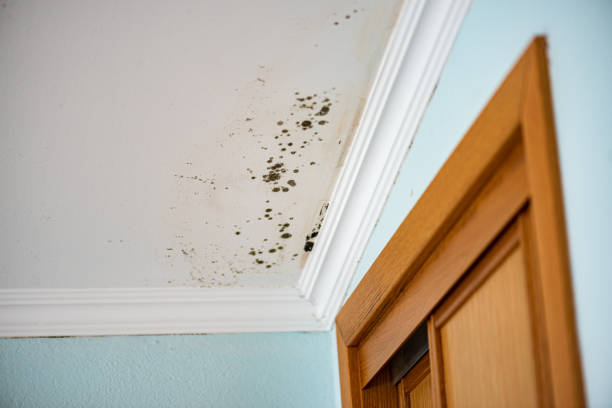 Best Mold Remediation Experts  in Rushvle, IL