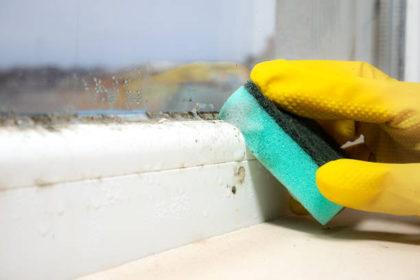 Best Mold Damage Repair  in Rushvle, IL