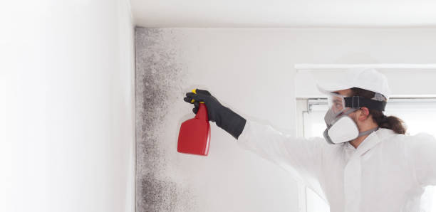 Best Mold Removal Near Me  in Rushvle, IL
