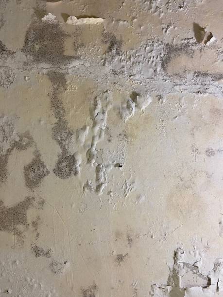 Best Home Mold Removal  in Rushvle, IL
