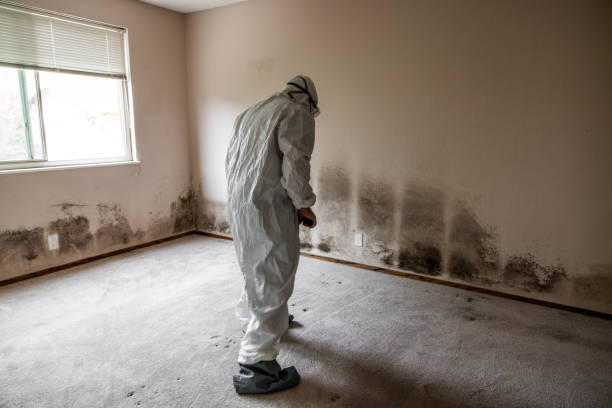 Best Black Mold Removal  in Rushvle, IL
